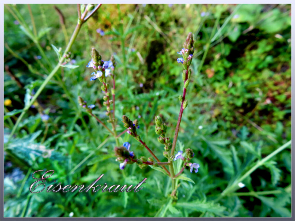 Eisenkraut im Kulturgarten wild und frei