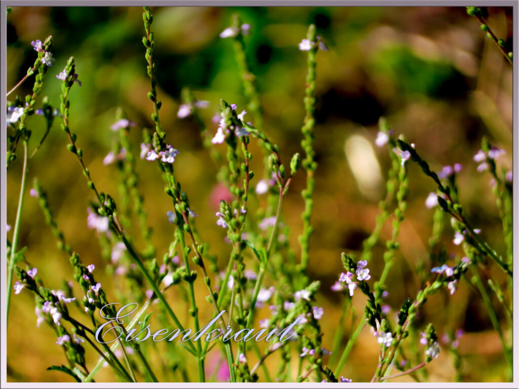 Eisenkraut im Kulturgarten wild und frei