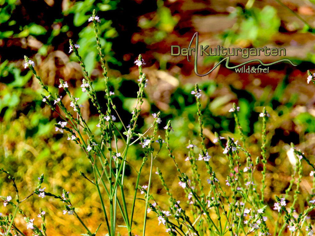 Eisenkraut im Kulturgarten wild und frei