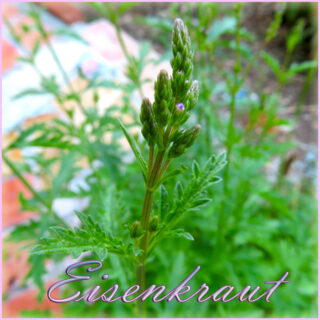 Eisenkrautknospe beim Kulturgartenweg