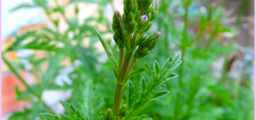 Eisenkrautknospe beim Kulturgartenweg