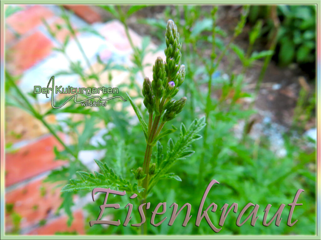 Eisenkrautknospe beim Kulturgartenweg