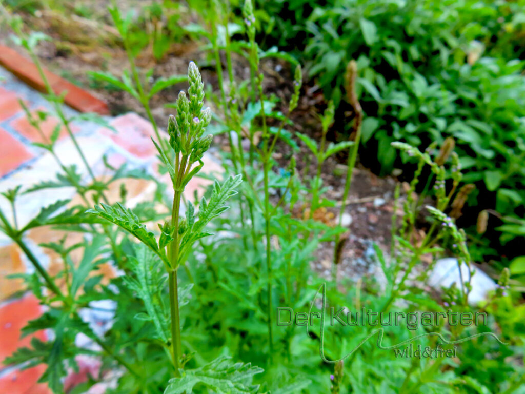 Eisenkrautknospe beim Kulturgartenweg