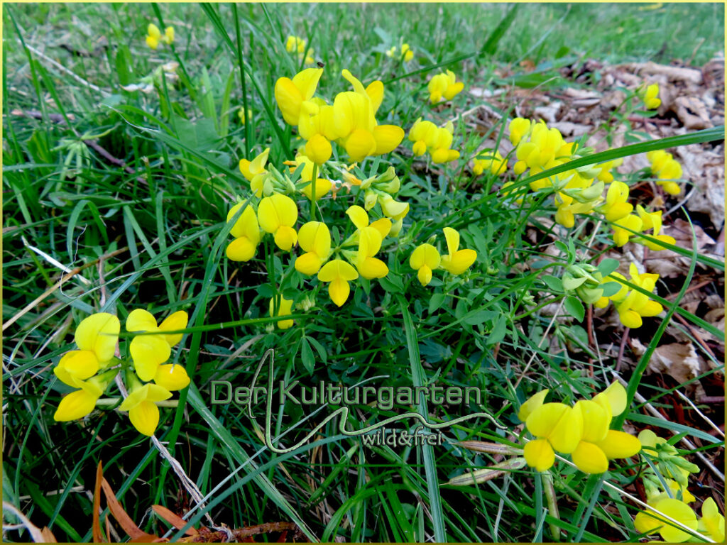 Gelber Hornklee - Eine kleine Herde