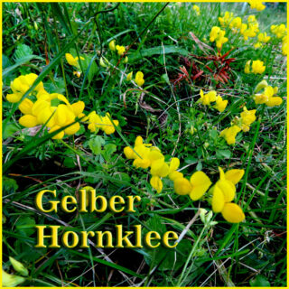 Gelber Hornklee