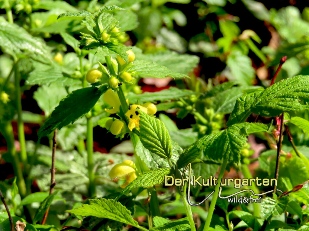 Goldnessel im Kulturgarten wild und frei