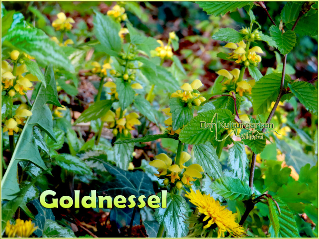 Goldnessel - Blütenmeer