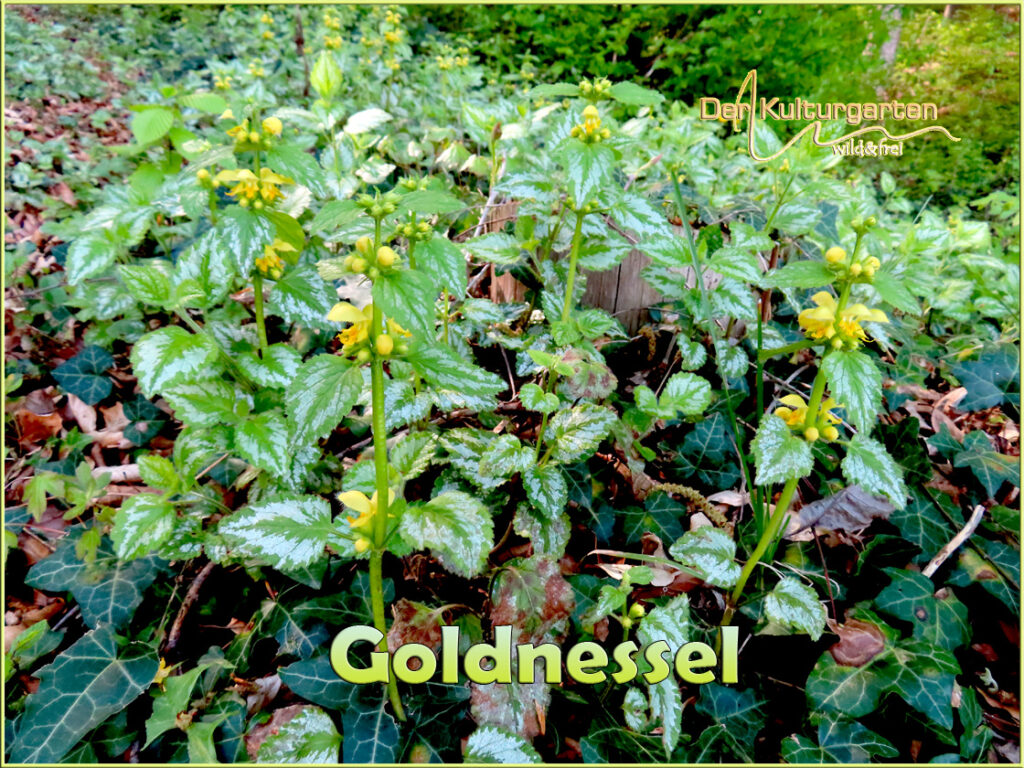 Goldnessel - Eine Großfamilie