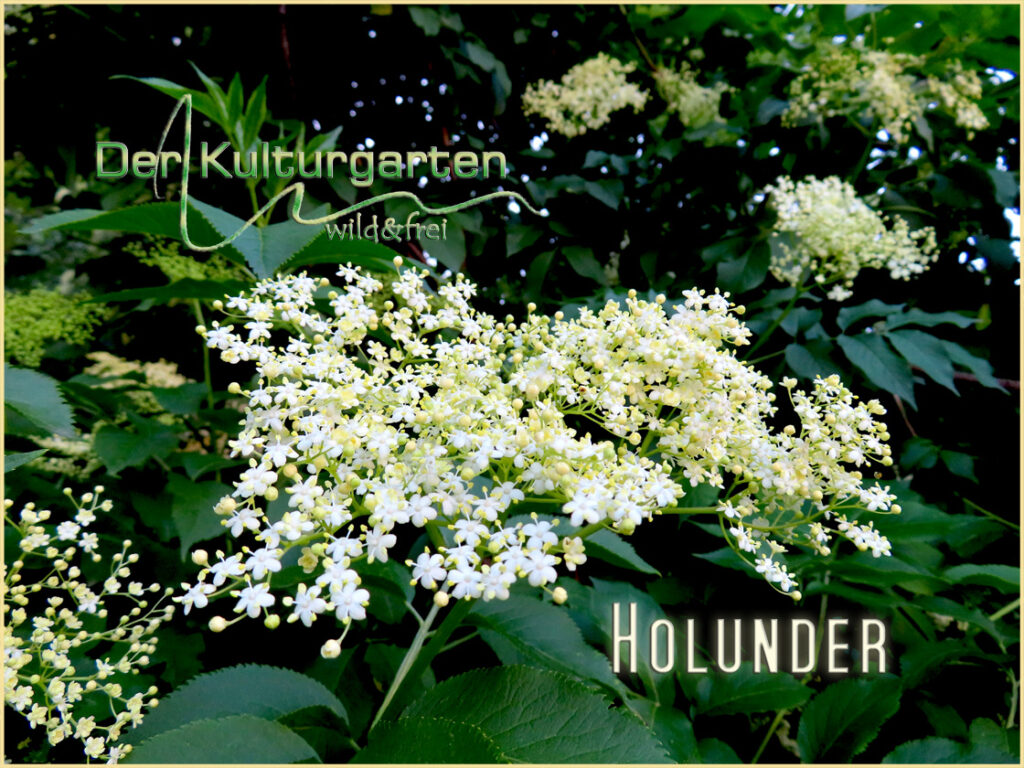 Holunderblüten