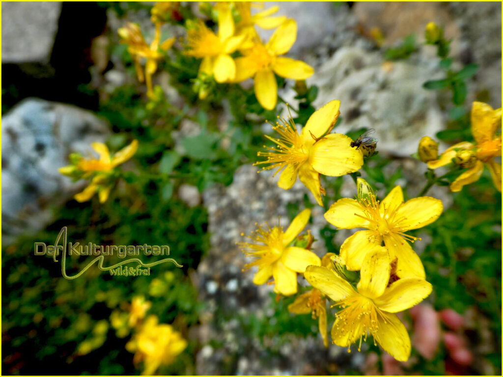 Johanniskraut im Hochsommer
