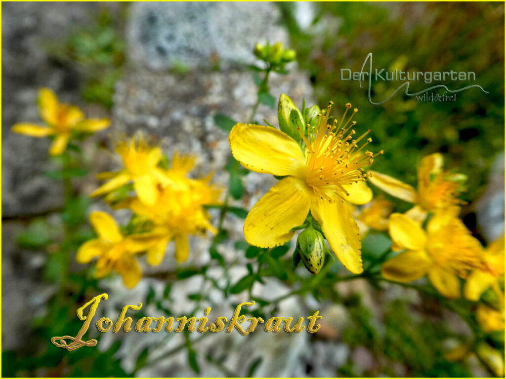 Johanniskraut - Drei Blüten