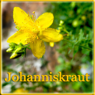 Johanniskraut im Kulturgarten wild und frei