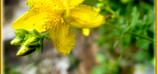 Johanniskraut im Kulturgarten wild und frei