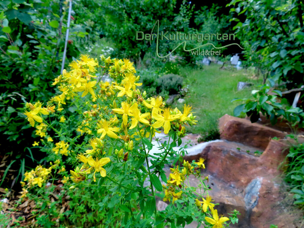 Johanniskraut - Neben der Stiege vom leisen Kulturhaus in den Kulturgarten