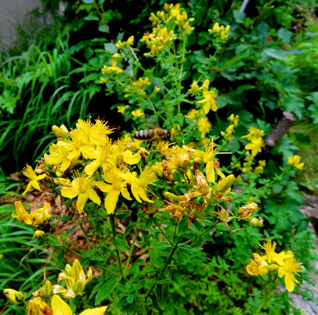 Johanniskraut - Eine Biene kommt gern zu Besuch
