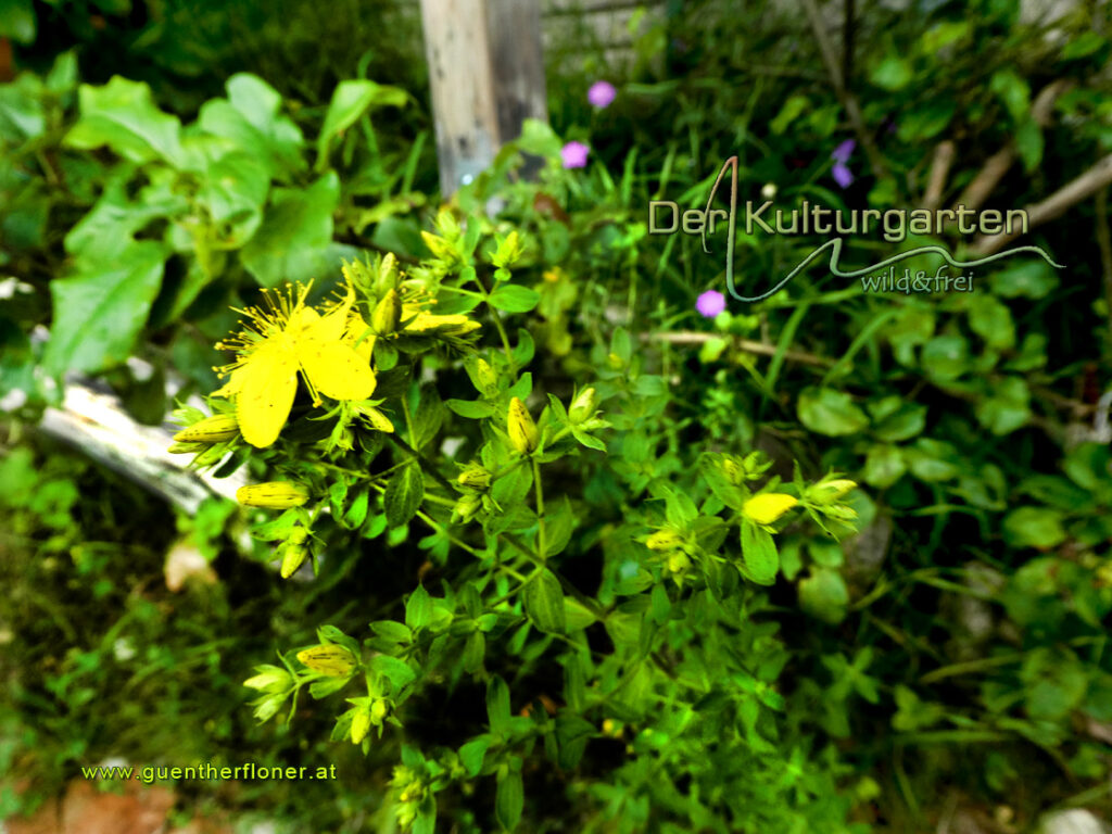 Johanniskraut beim Aufstieg in den Kulturgarten wild und frei