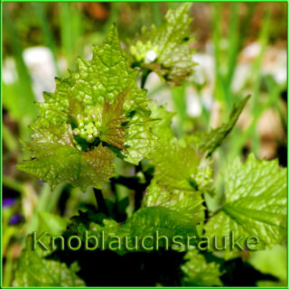 Knoblauchsrauke