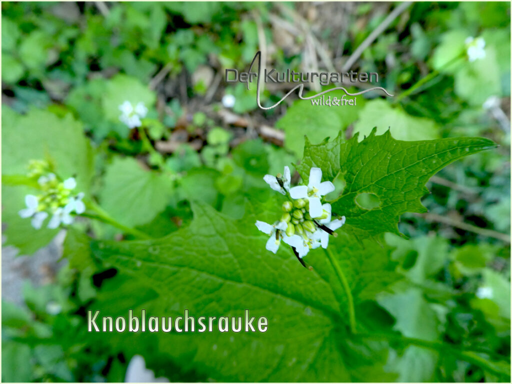 Knoblauchsrake - Eine Blüte unter vielen
