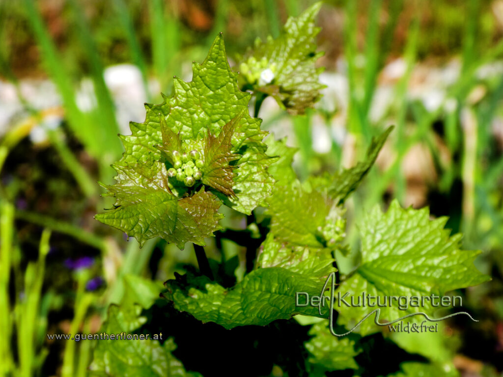Knoblauchsrauke im Kulturgarten wild und frei
