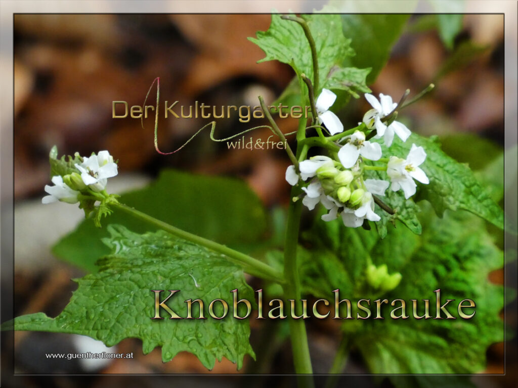 Knoblauchsrauke im Kulturgarten wild und frei