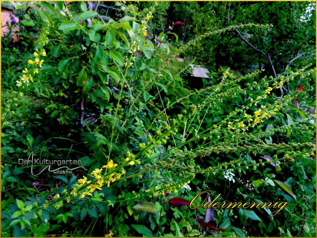 Odermennig im Kulturgarten