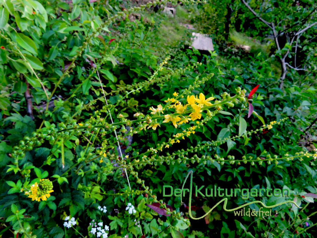Odermennig im Kulturgarten