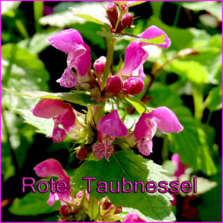 Rote Taubnessel