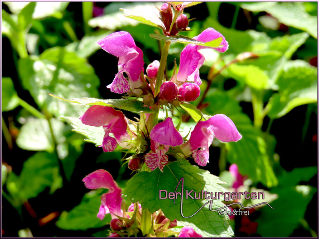 Rote Taubnessel - Eine Blüte