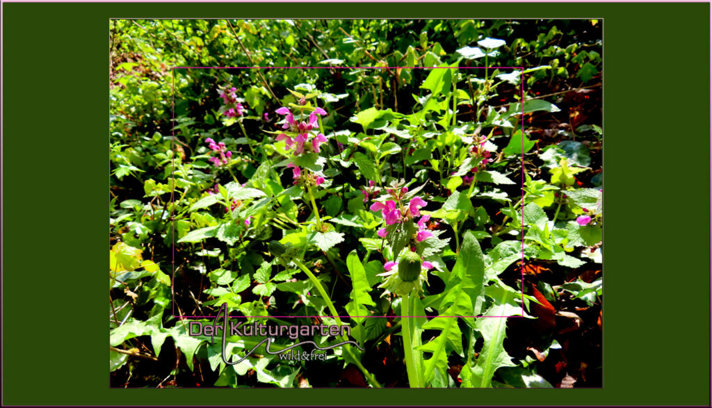 Rote Taubnessel - Eine Familie