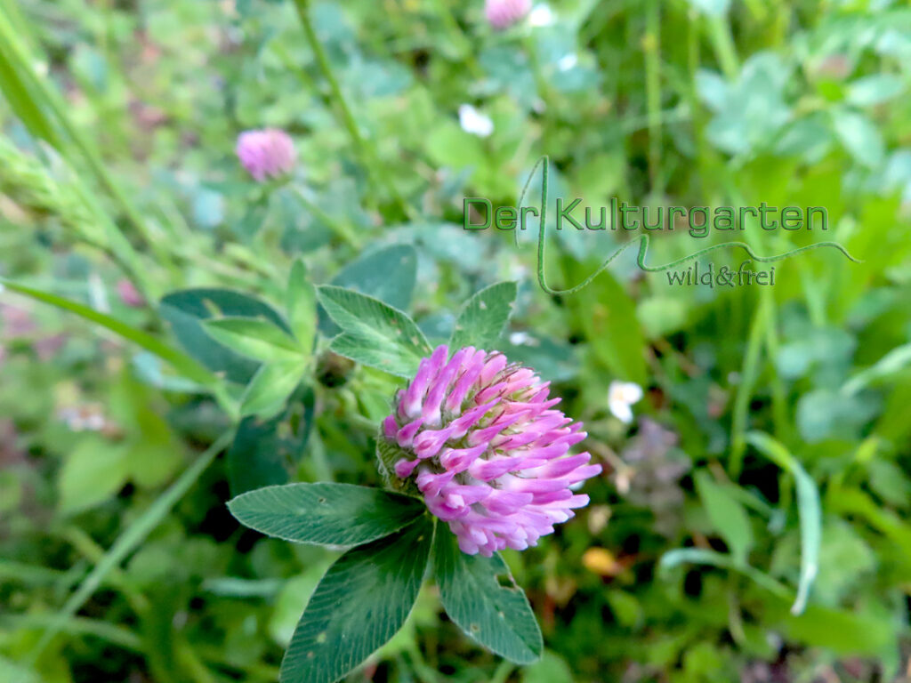 Rotklee - Eine Blüte