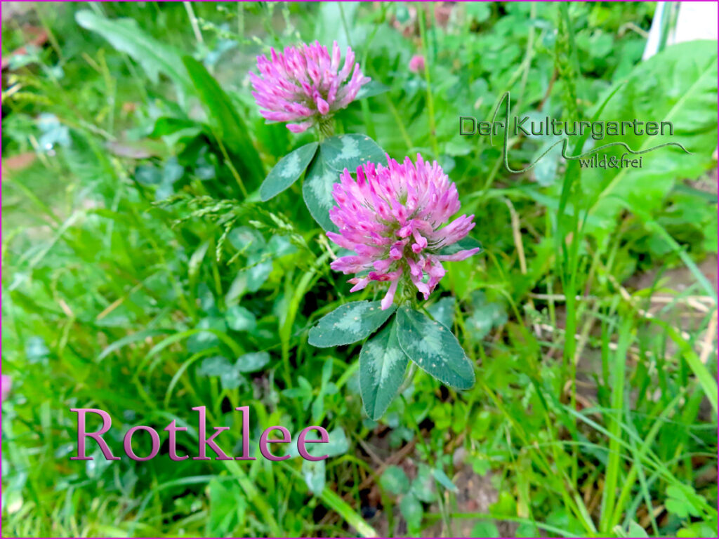 Rotklee - Zwei Blüten