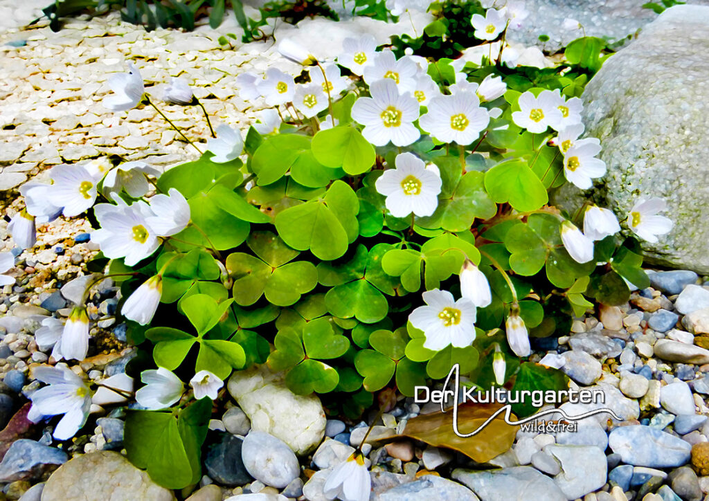 Sauerklee zwischen Steinen vor der Küche zum leisen Kulturhaus