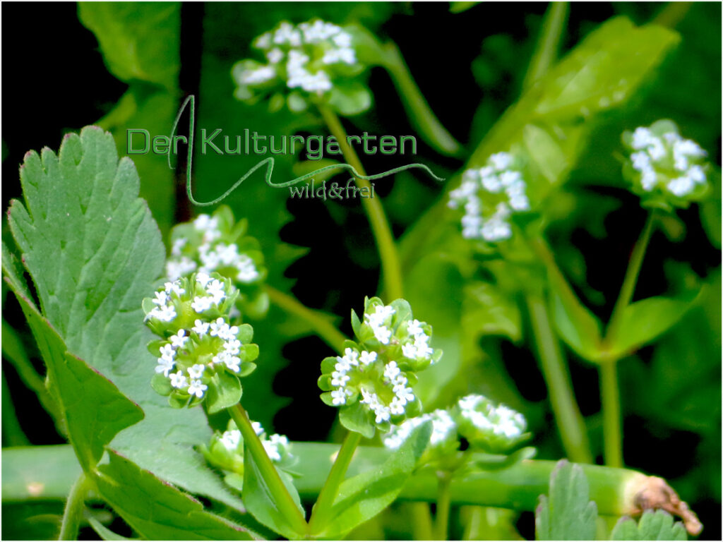 Vogelmiere blüht im Kulturgarten wild und frei