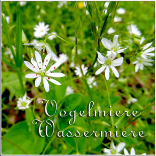 Vogelmiere - Wassermiere