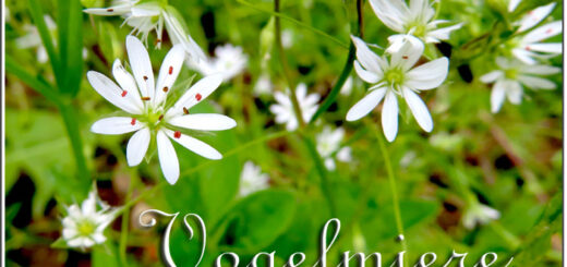 Vogelmiere - Wassermiere