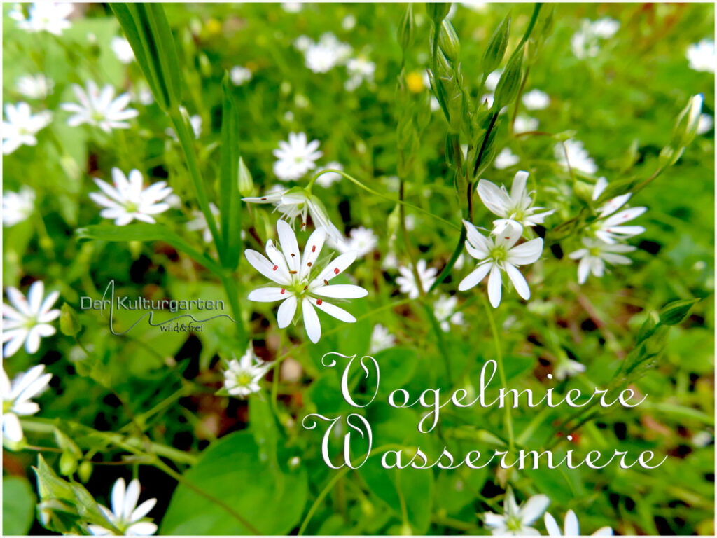 Vogelmiere im Kulturgarten wild und frei