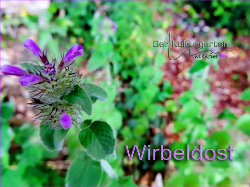 Wirbeldost im Kulturgarten wild und frei