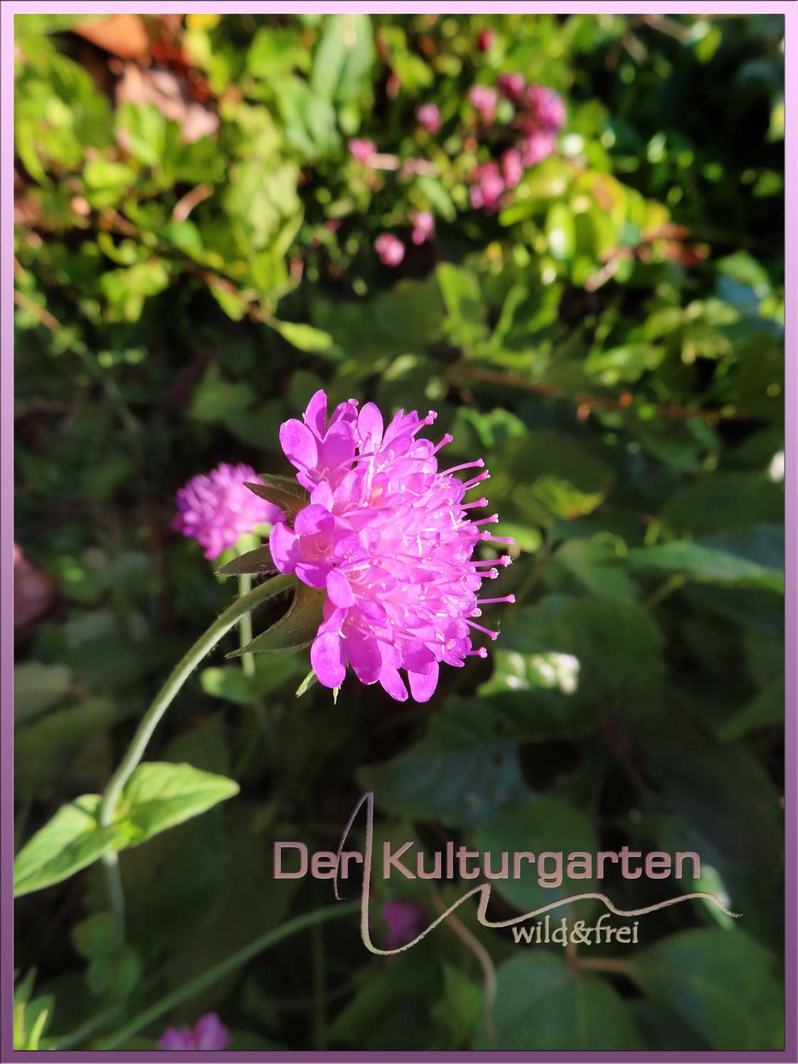 Witwenblume bei Sonnenaufgang