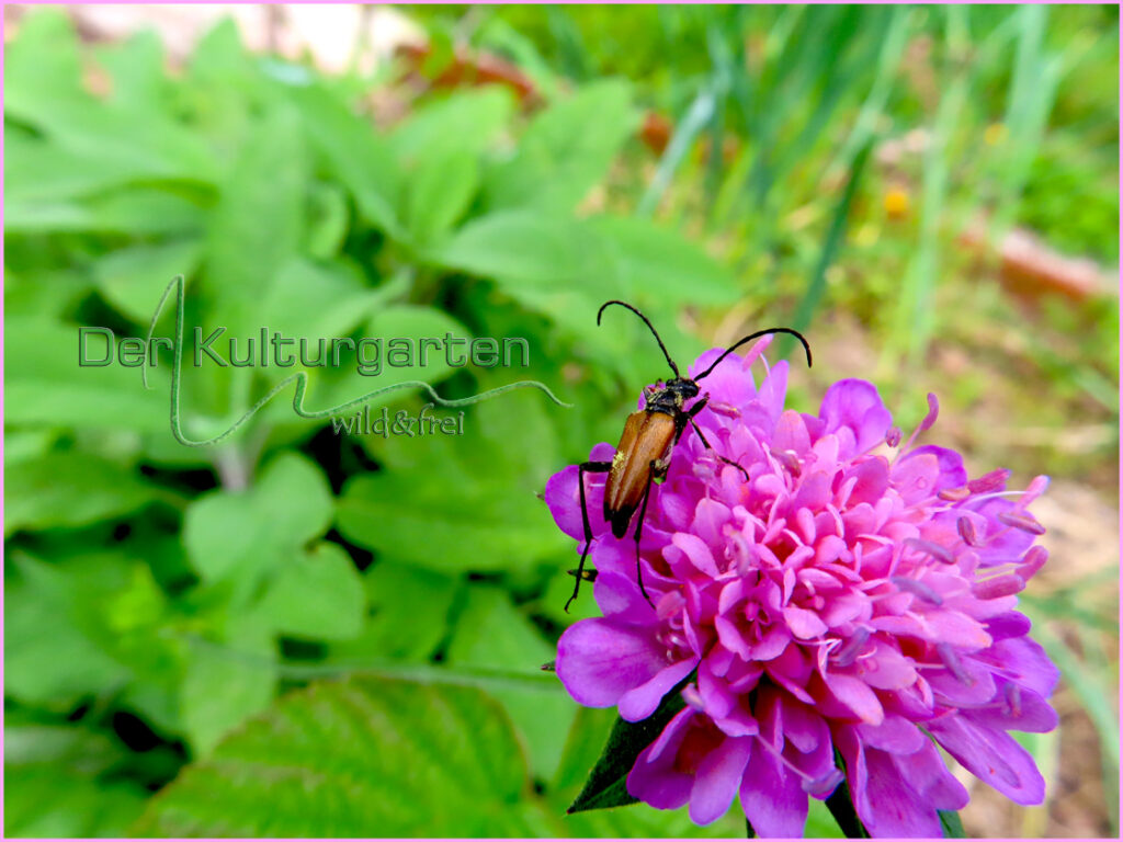 Witwenblume mit einem Braunkäfer