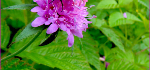 Witwenblume mit Gelbpunktkäfer