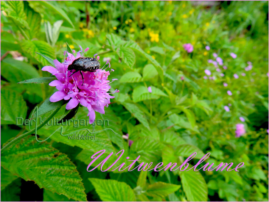Witwenblume mit dem kleinen Gelbpunktkäfer