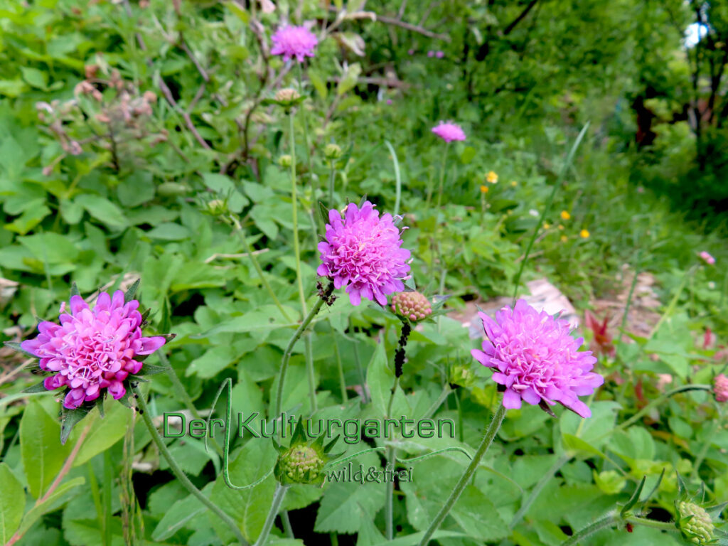 Witwenblume - Eine kleine Familie