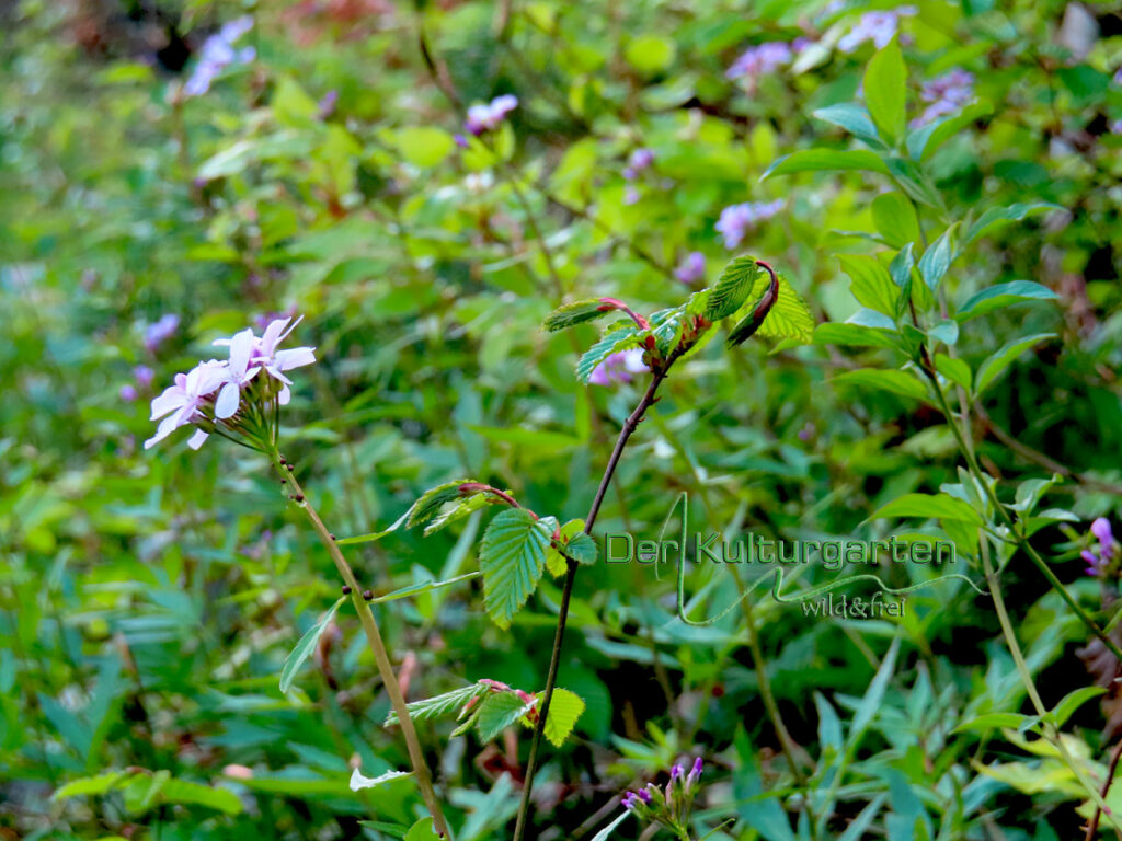 Zahnwurz - Schaumkraut im Kulturgarten wild und frei