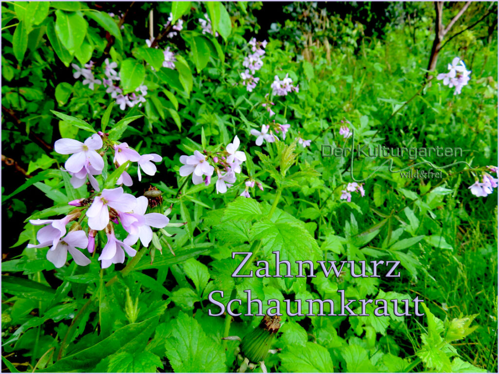Zahnwurz - Schaumkraut im Kulturgarten wild und frei