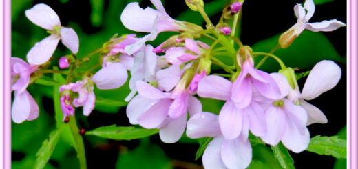 Zahnwurz - Schaumkraut