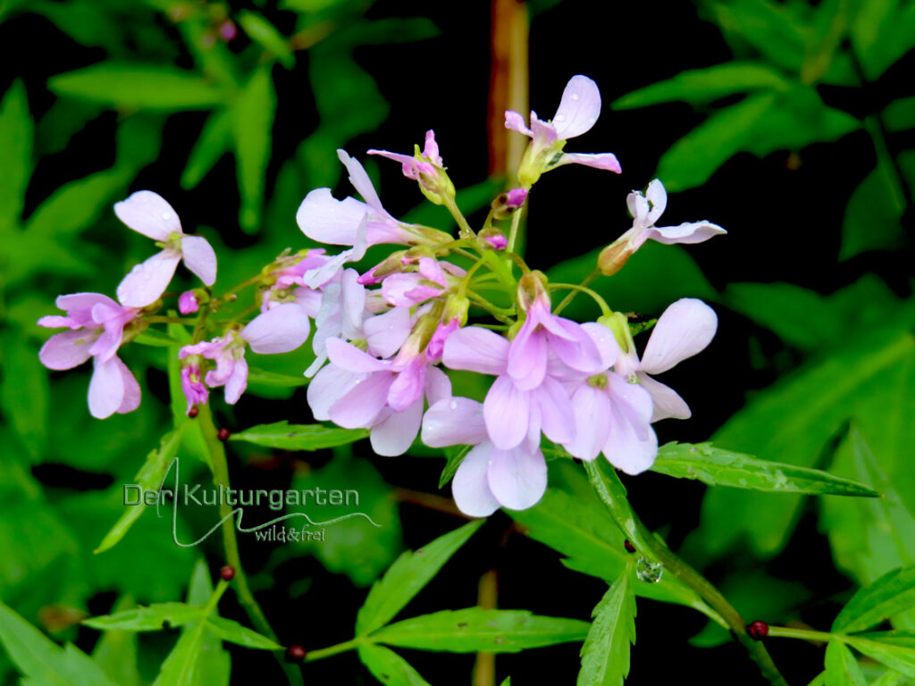 Zahnwurz - Schaumkraut - Eine Blüte