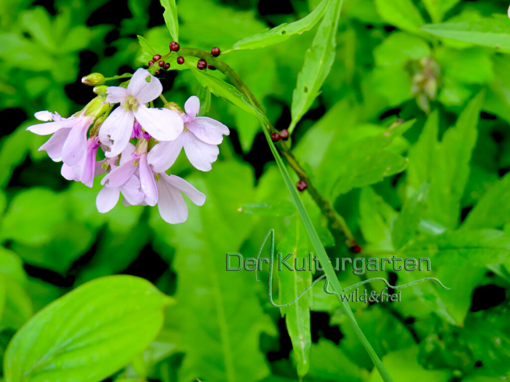 Zahnwurz - Schaumkraut - Eine zweite Blüte