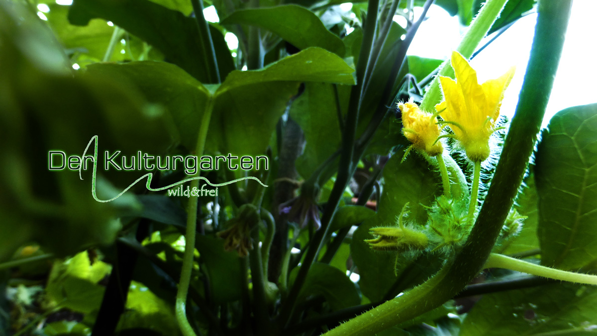Der Kulturgarten - wild&frei 01 - Inmitten Zuchiniblüten
