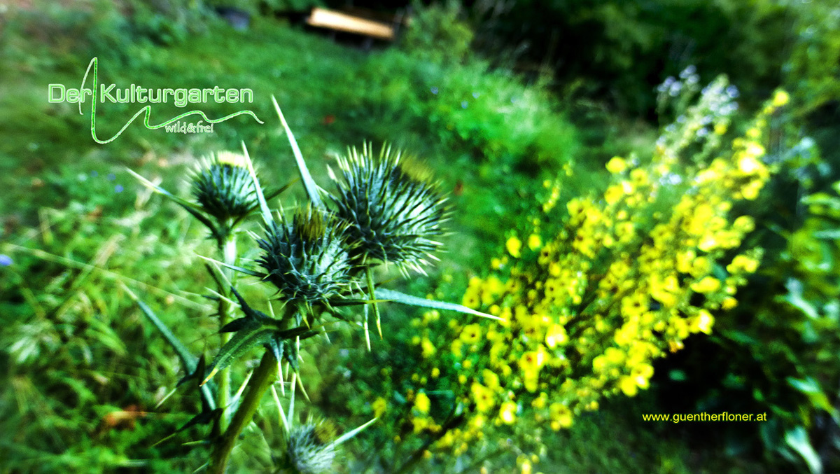 Der Kulturgarten - wild&frei 01 - Stark, wehrhaft und selbstbewusst