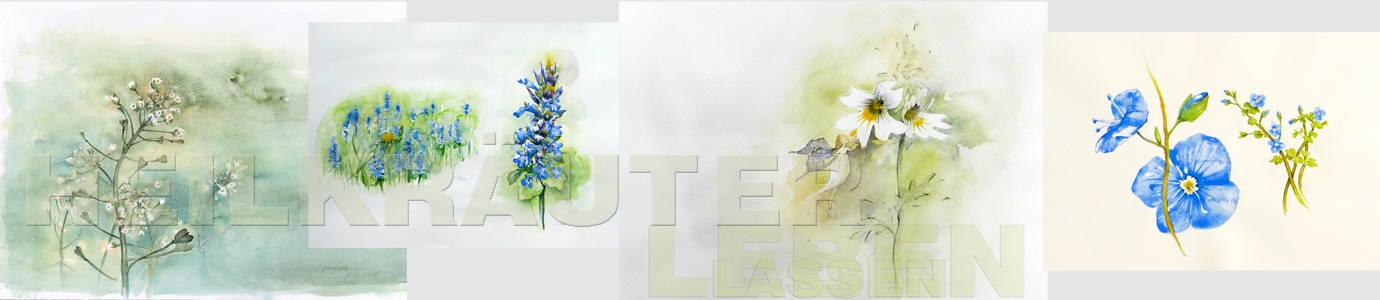 pictureline 01 - Heilkräuter